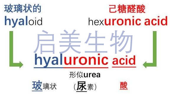 启美科普解读玻尿酸（透明质酸）是个啥？